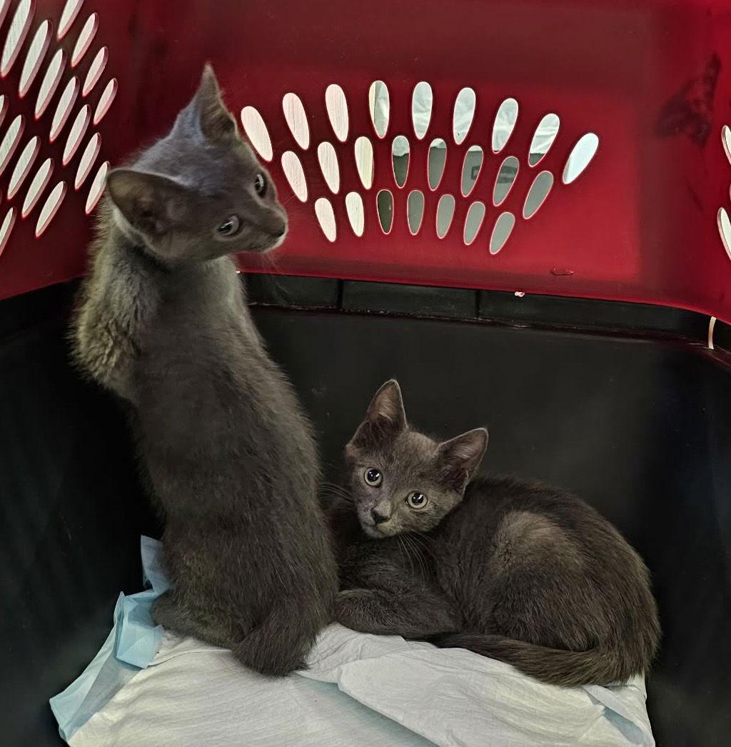 Enlarge Ash AND Smokey, a Adopted Domestic Short Hair in Gonic, NH image 3/3