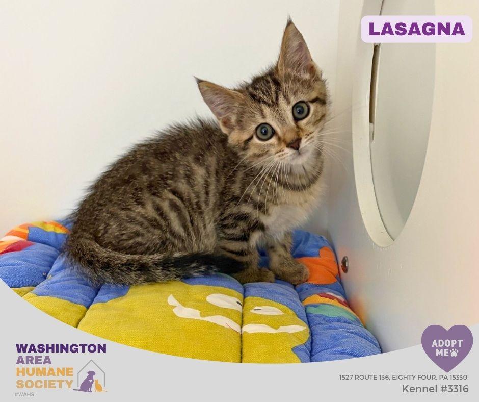 Enlarge Lasagna, a Adoptable mixed breed in Eighty Four, PA image 1/1