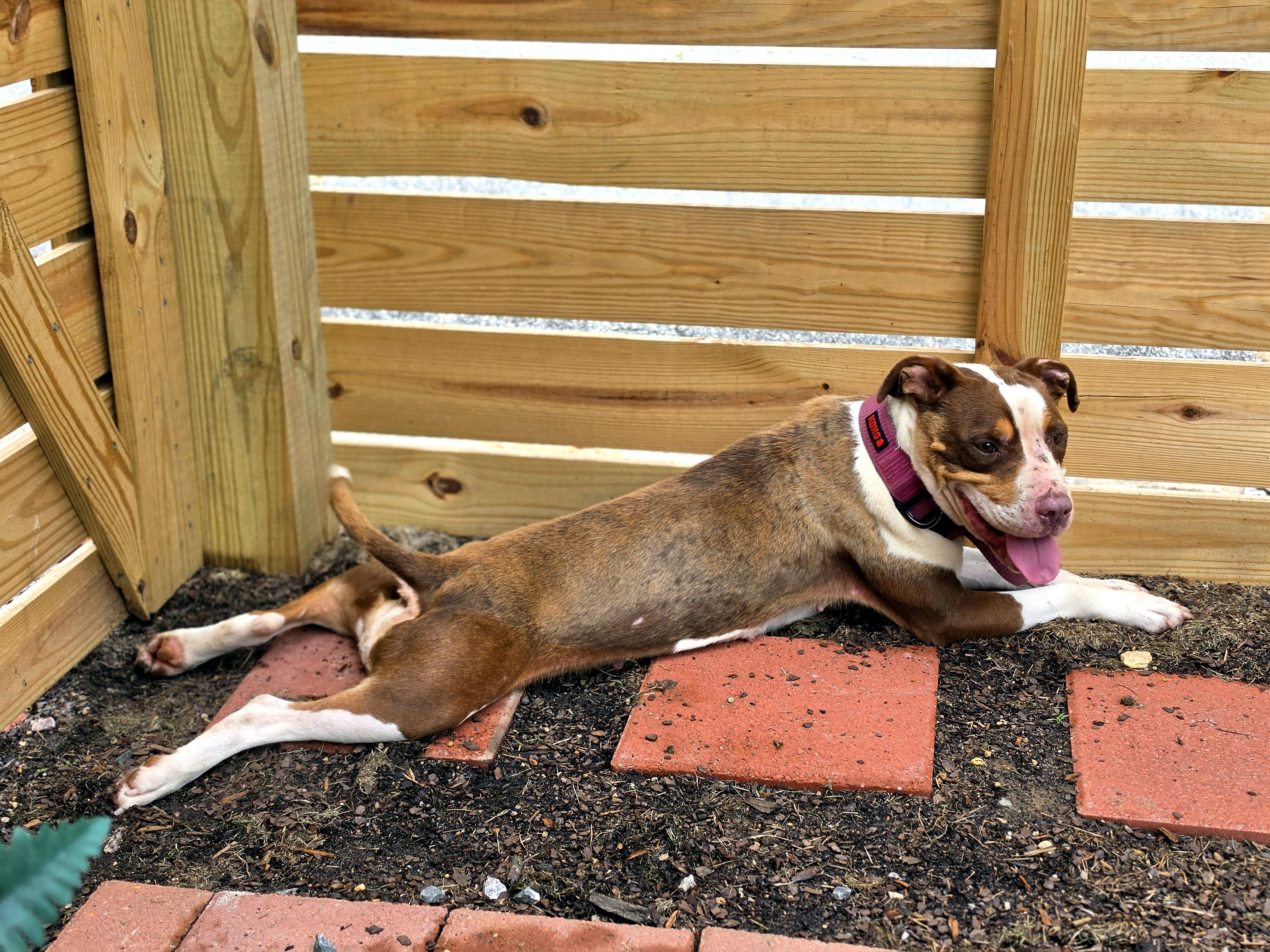 Coco, a ADOPTABLE American Bully in Petersburg, VA image 5/6
