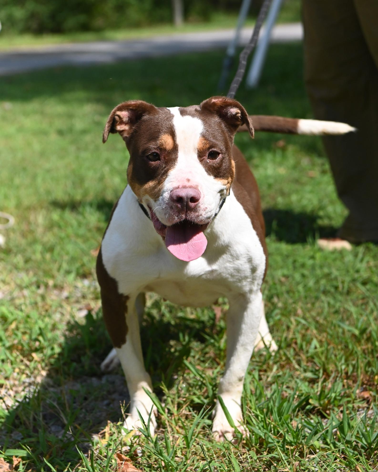 Coco, Adoptable, Senior Female American Bully.