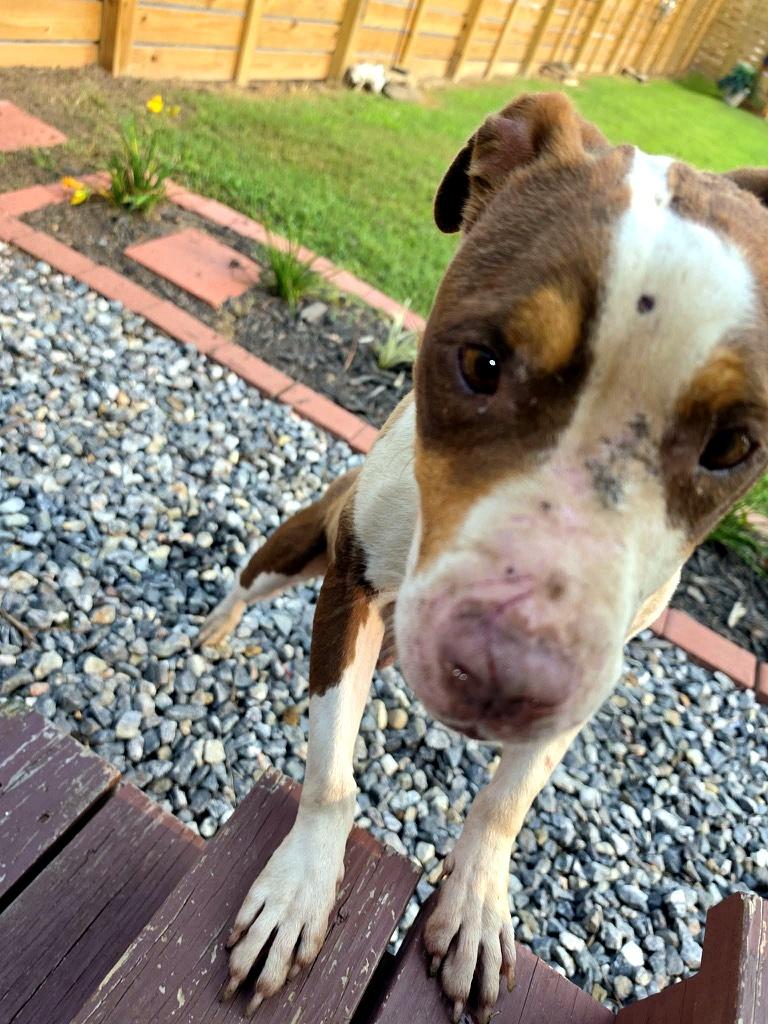 Coco, a ADOPTABLE American Bully in Petersburg, VA image 4/6