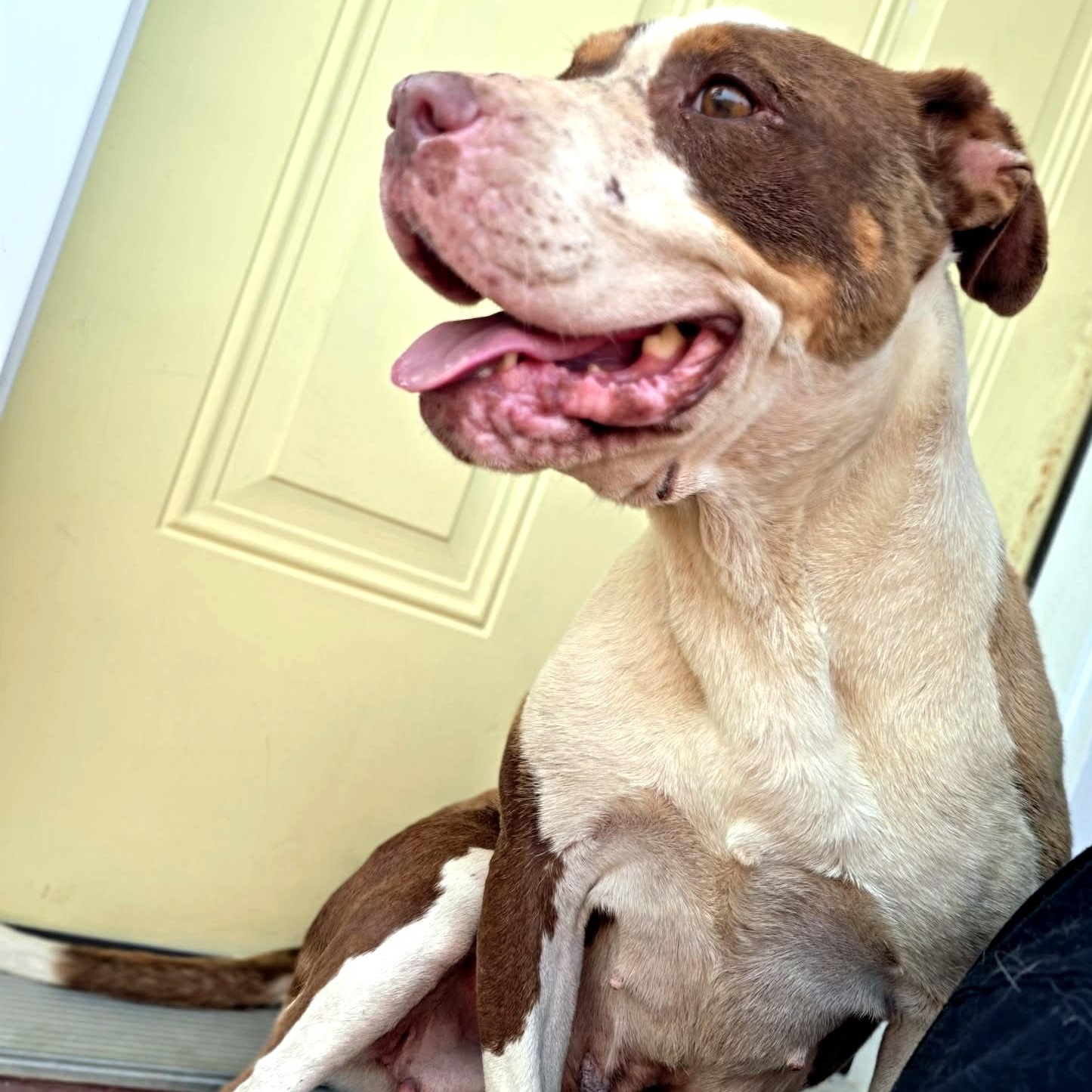Coco, a ADOPTABLE American Bully in Petersburg, VA image 2/6
