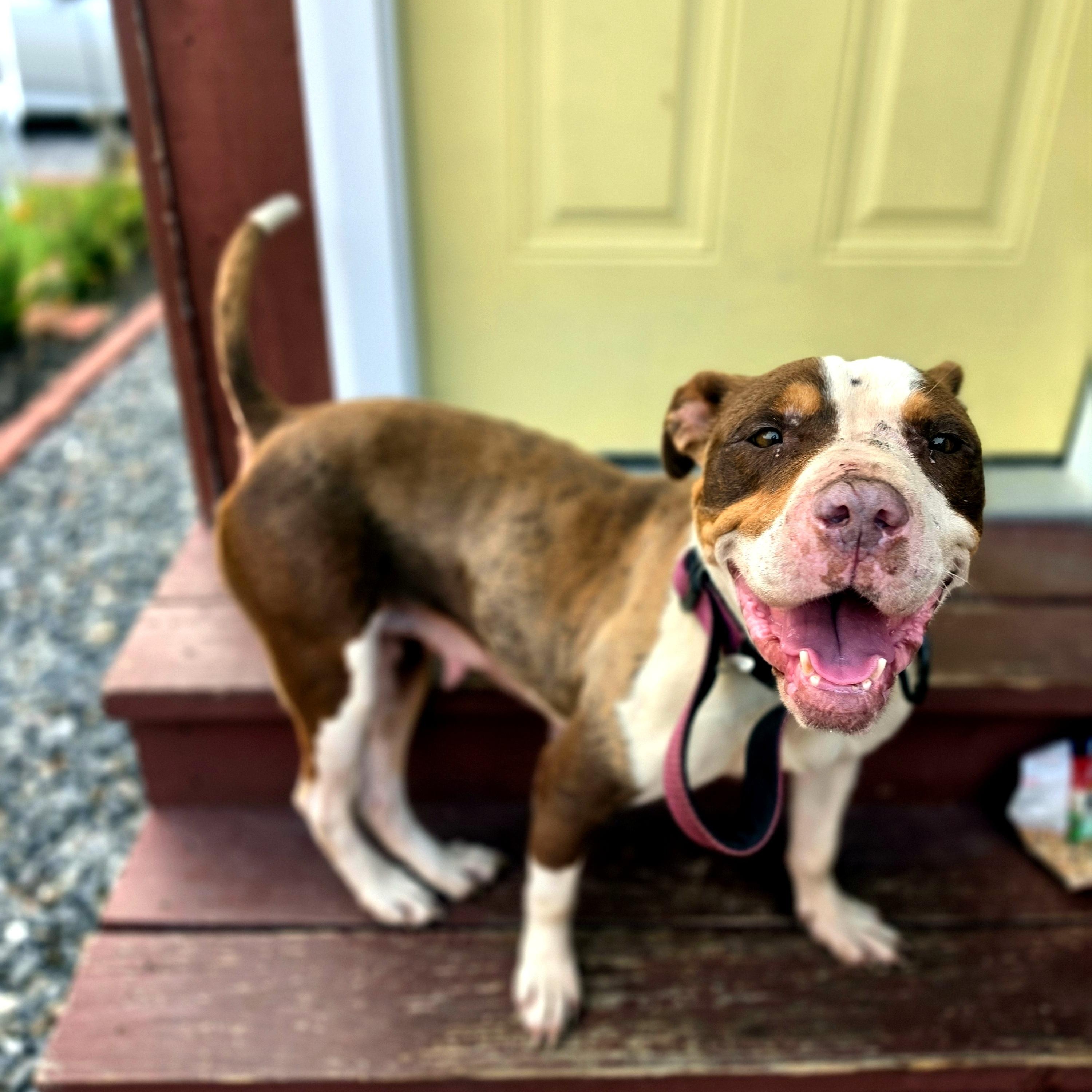 Coco, ADOPTABLE, Senior Female American Bully.