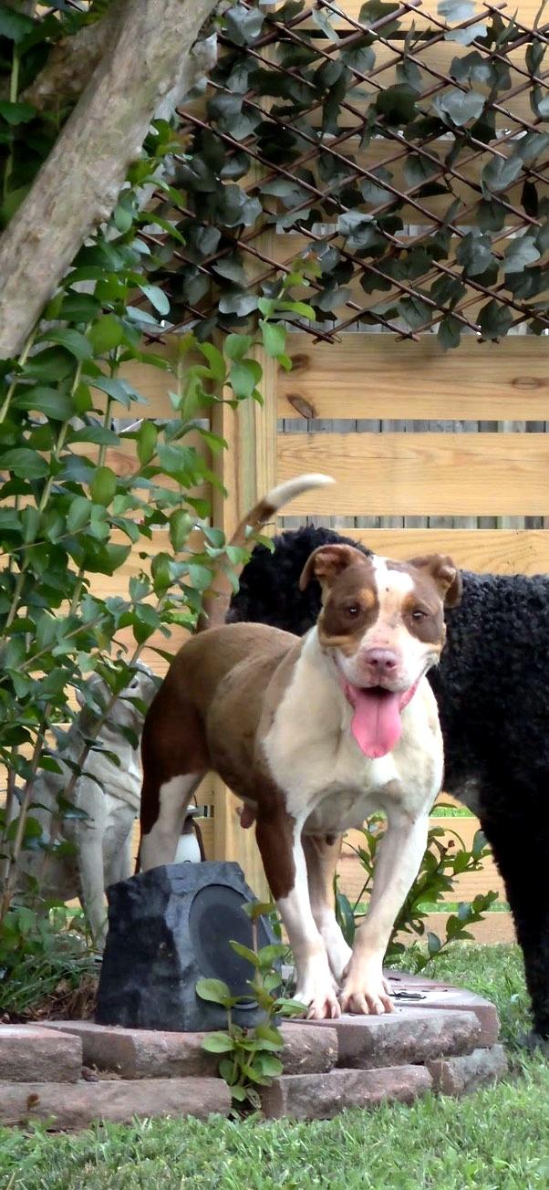 Coco, a ADOPTABLE American Bully in Petersburg, VA image 3/6