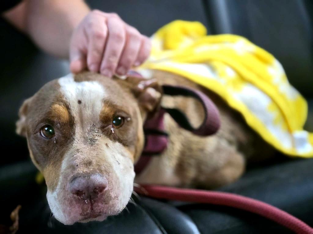 Coco, a ADOPTABLE American Bully in Petersburg, VA image 6/6