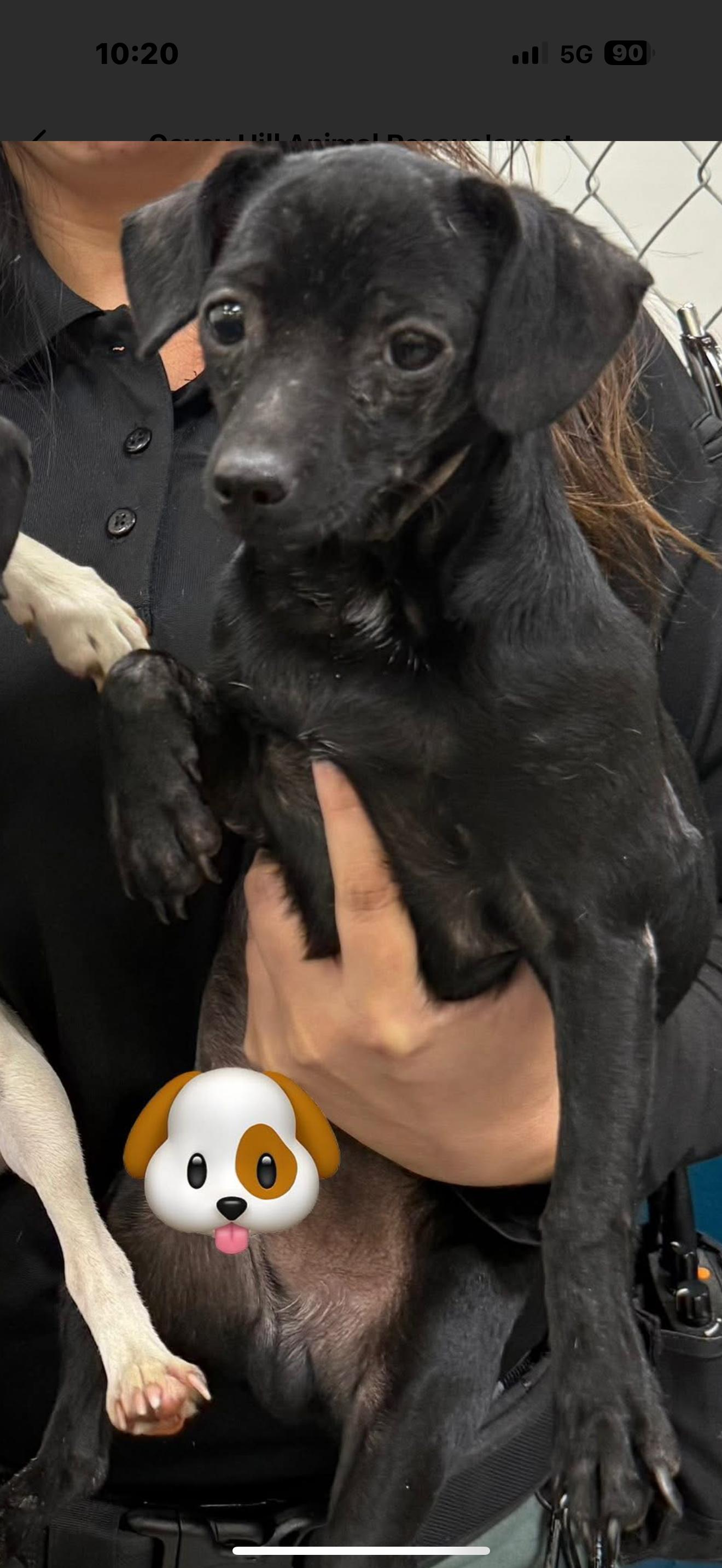 Joel, Adoptable, Puppy Male Chihuahua.