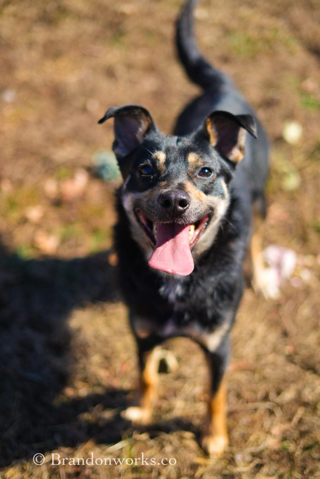 Kilo, ADOPTABLE, Young Male Shepherd.