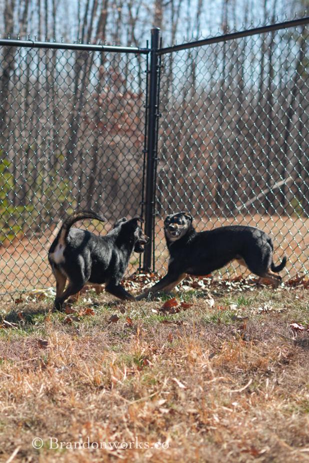 Enlarge Kilo, a ADOPTABLE mixed breed in Stafford, VA image 2/3