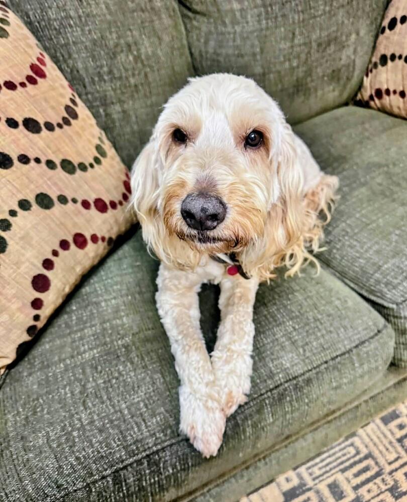 Winston, Adoptable, Adult Male Goldendoodle.