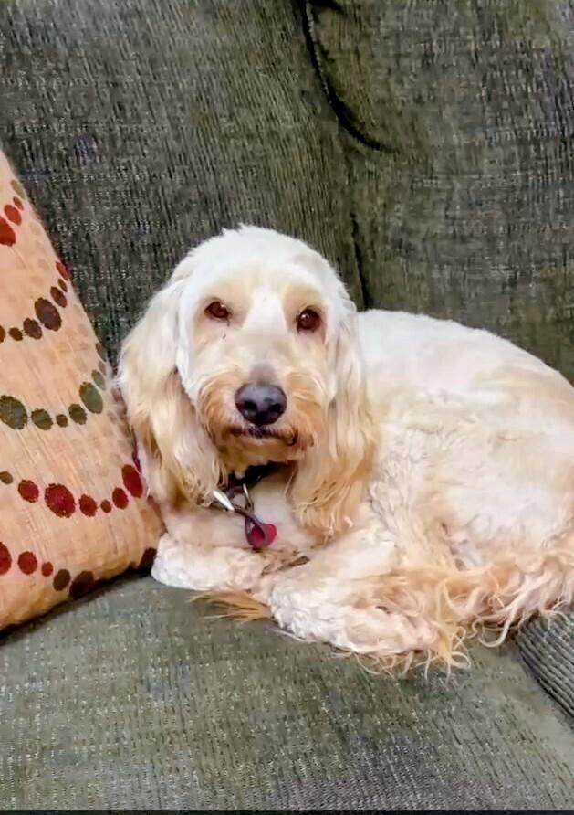 Winston, a Adoptable mixed breed in Evergreen, CO image 2/3