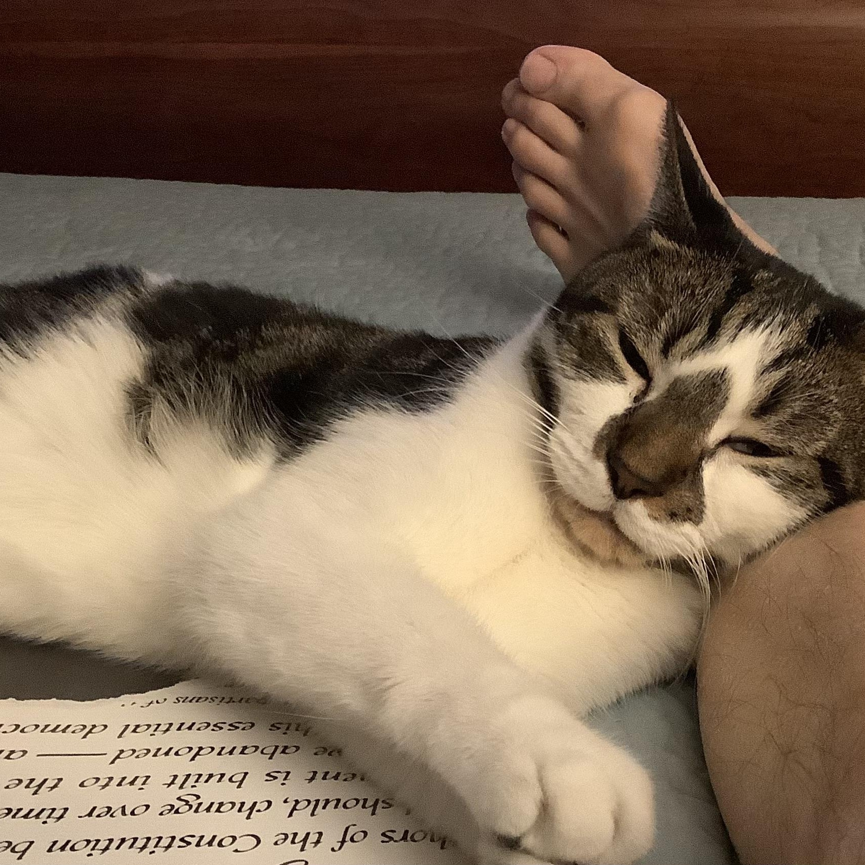 Awbury, a Adoptable Tabby in Philadelphia, PA image 5/5