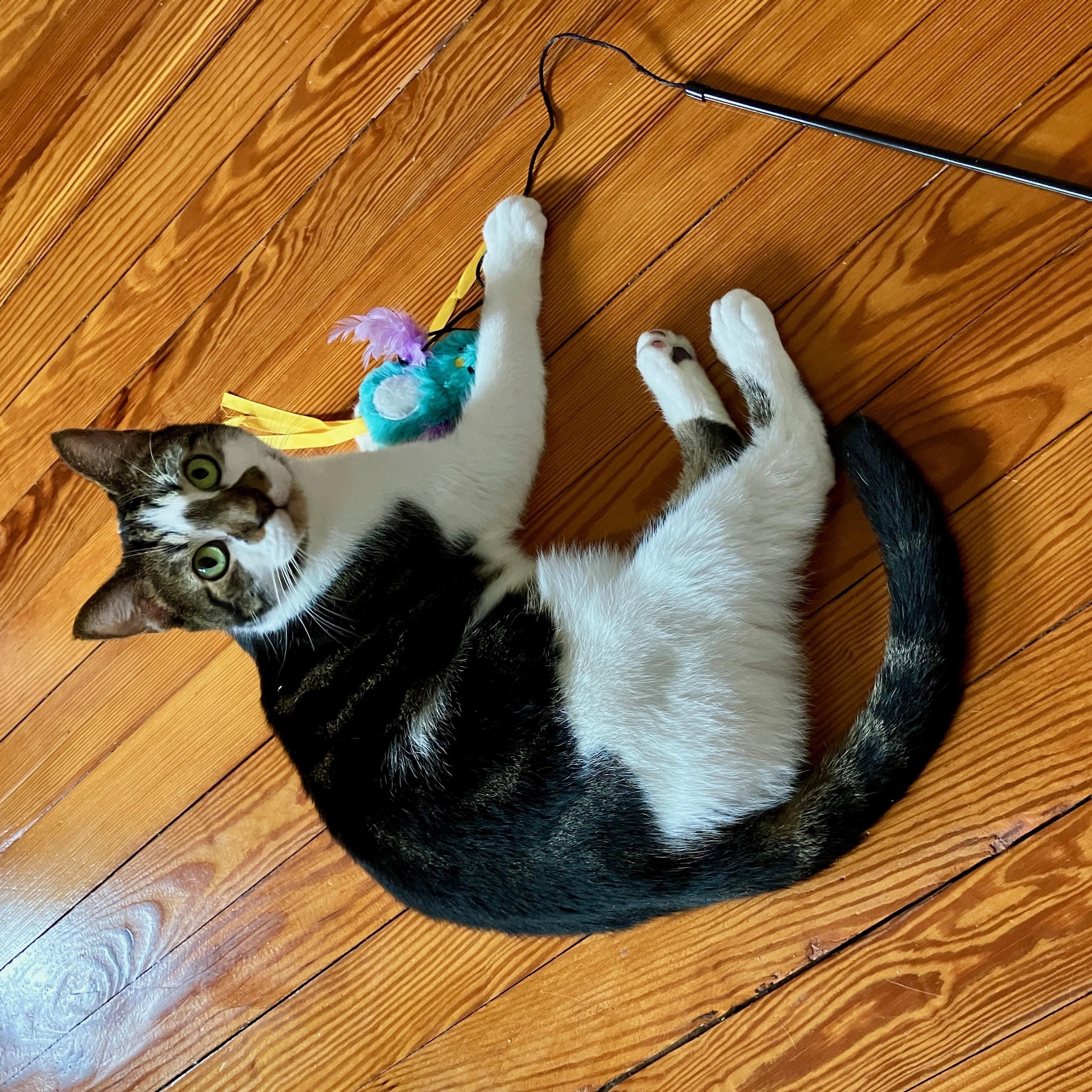 Awbury, a Adoptable Tabby in Philadelphia, PA image 2/5