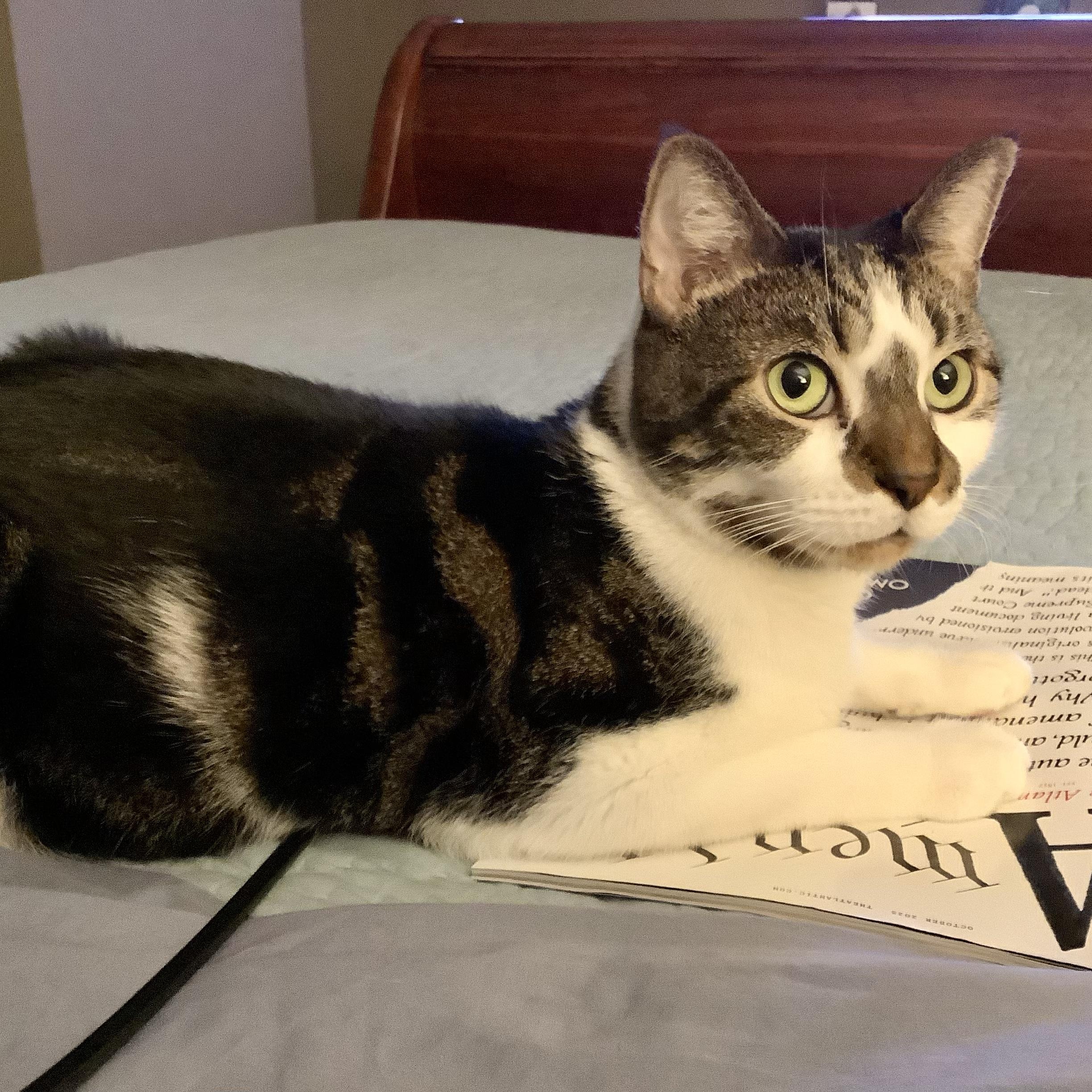 Awbury, a Adoptable Tabby in Philadelphia, PA image 3/5