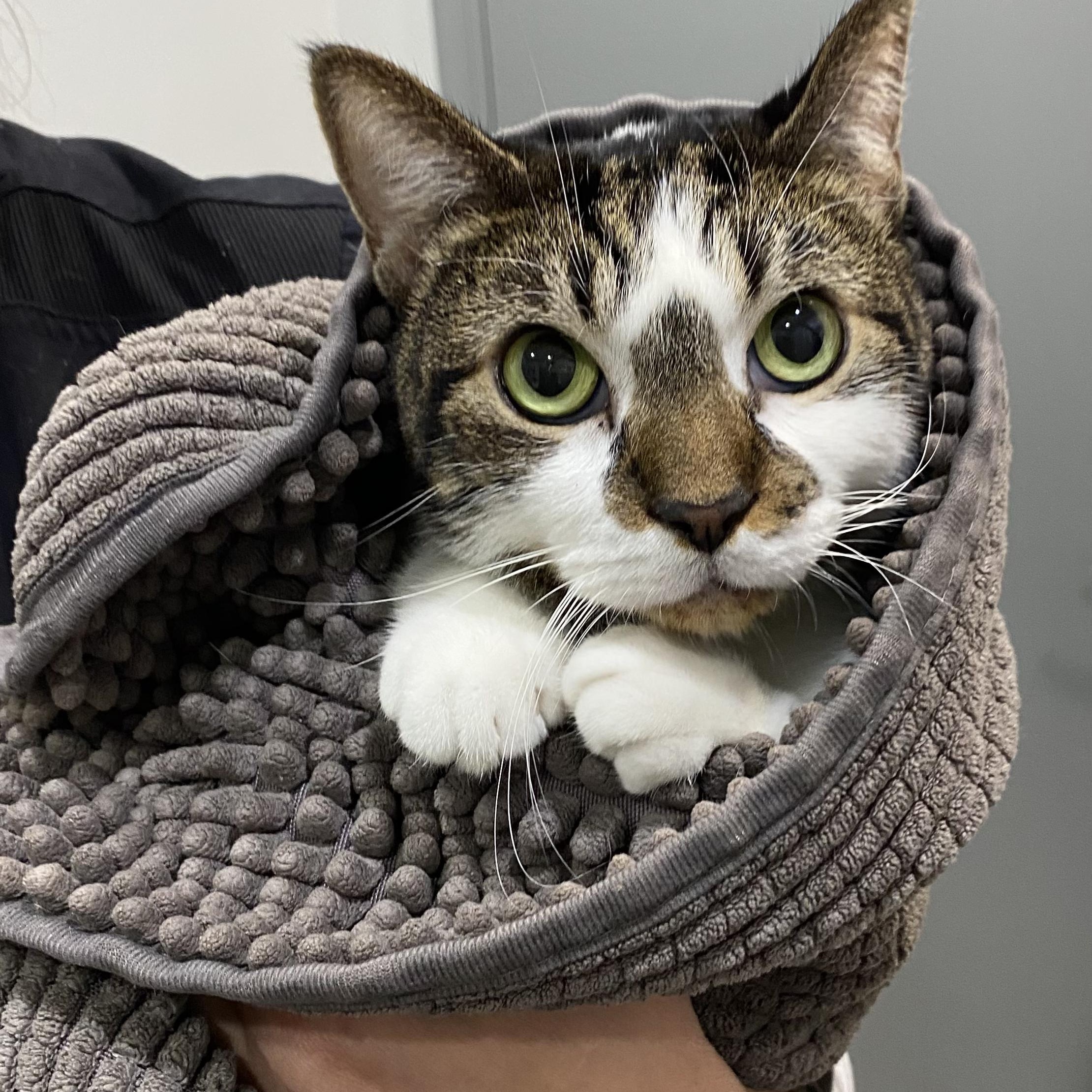 Awbury, a Adoptable Tabby in Philadelphia, PA image 1/5