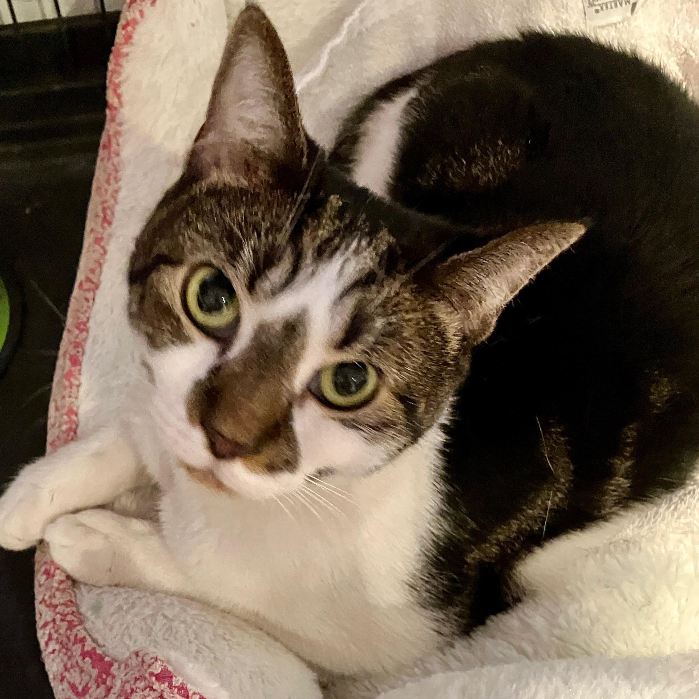 Awbury, a Adoptable Tabby in Philadelphia, PA image 4/5