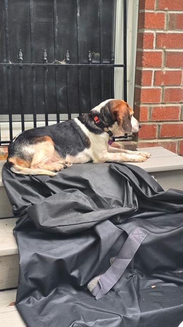 Molly, a ADOPTABLE Beagle in Williamsburg, VA image 6/6