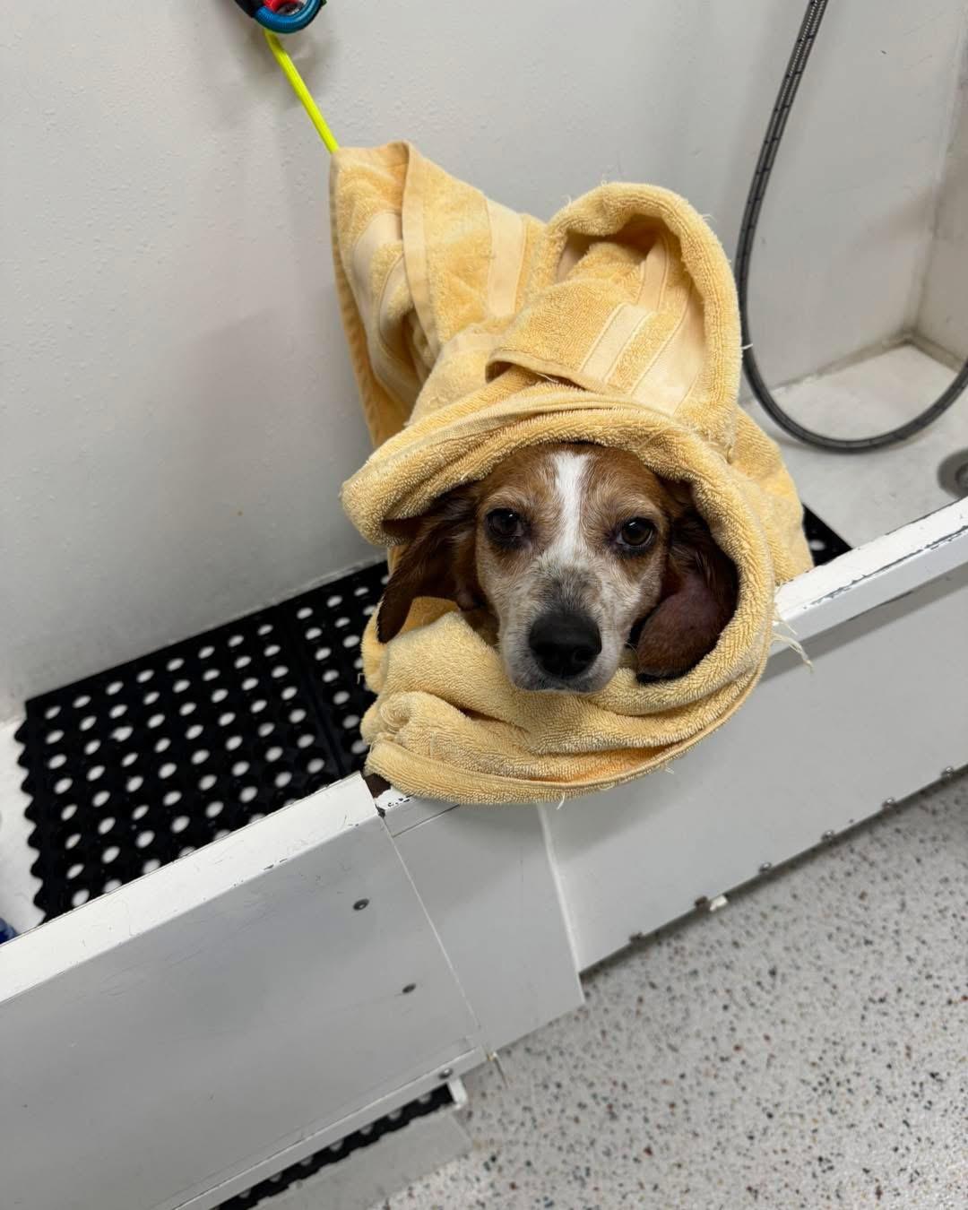 Molly, a ADOPTABLE Beagle in Williamsburg, VA image 5/6