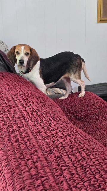 Molly, a ADOPTABLE Beagle in Williamsburg, VA image 4/6