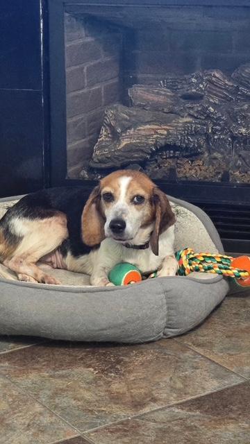 Molly, a ADOPTABLE Beagle in Williamsburg, VA image 1/6