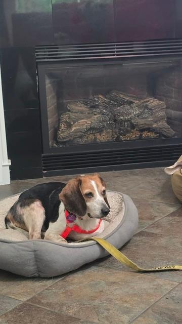 Molly, a ADOPTABLE Beagle in Williamsburg, VA image 3/6