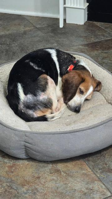 Molly, a ADOPTABLE Beagle in Williamsburg, VA image 2/6