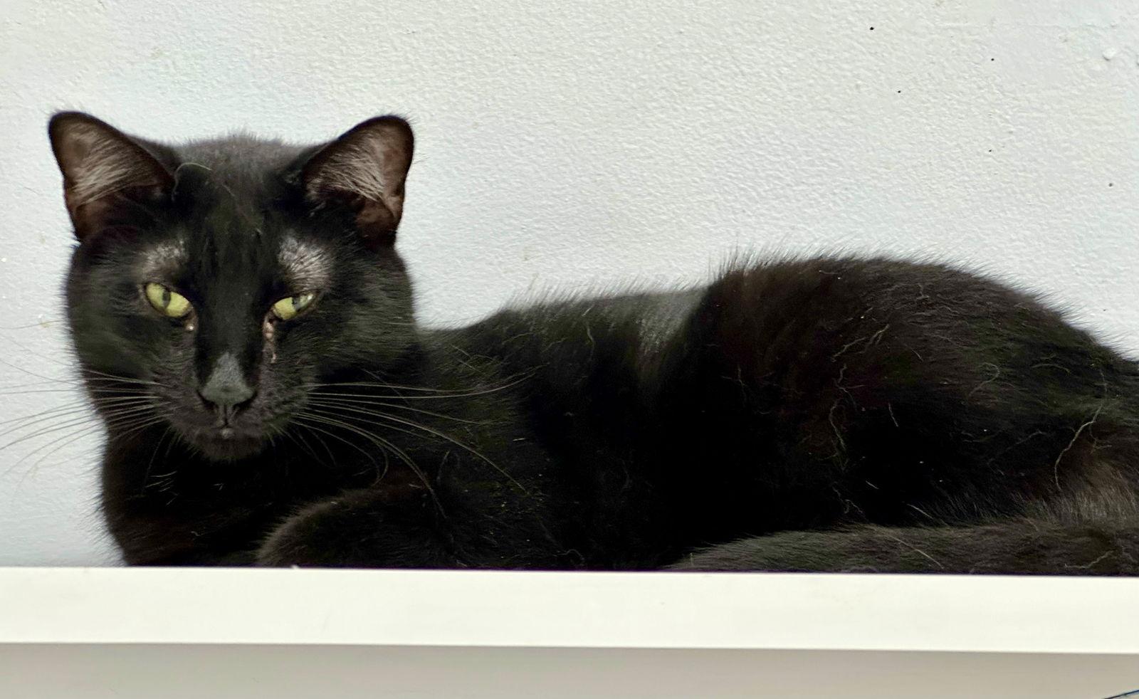 Enlarge Lindy, a Adoptable Domestic Short Hair in Alexandria, VA image 1/1