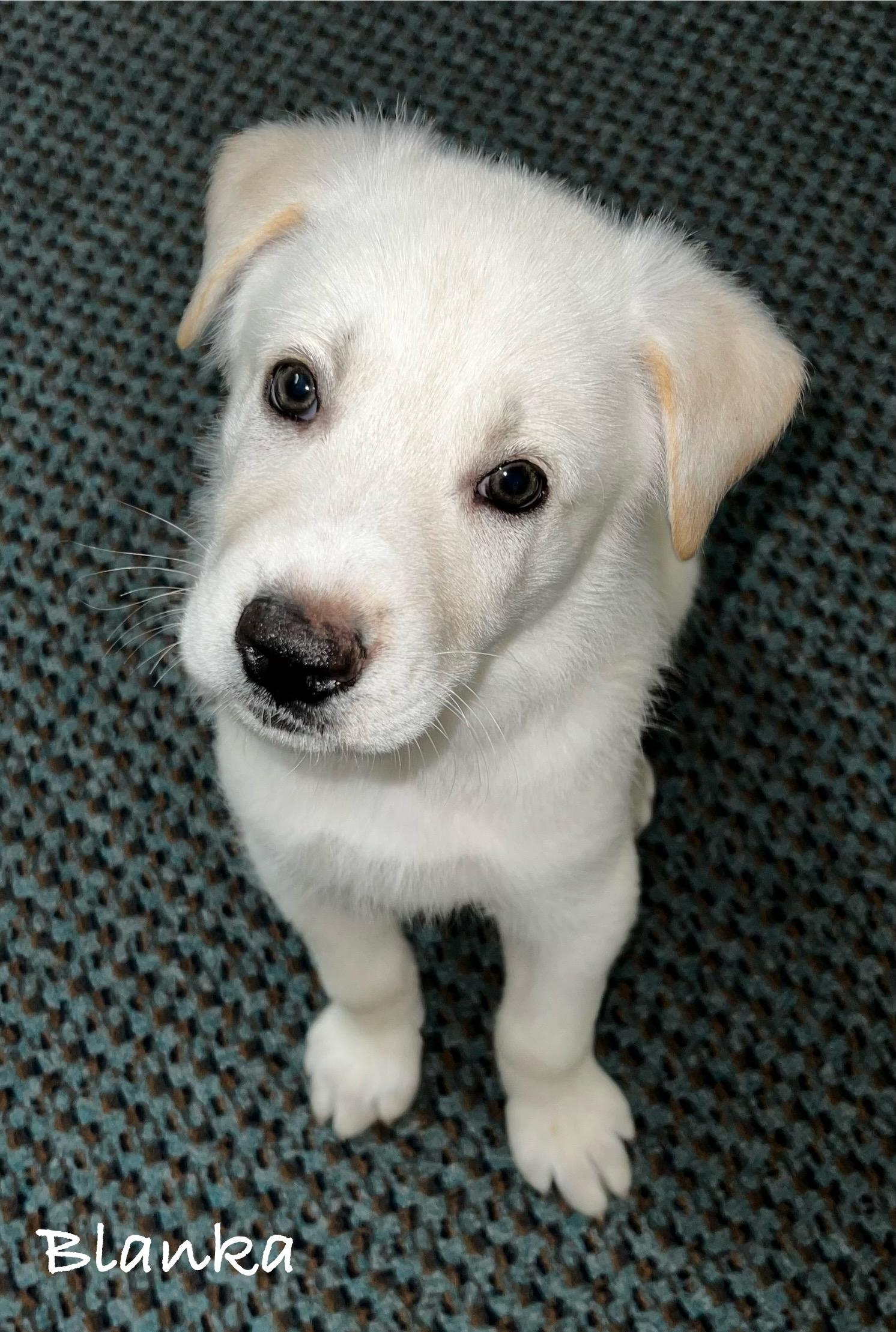 Enlarge Baltas, a Adopted mixed breed in Encino, CA image 4/4