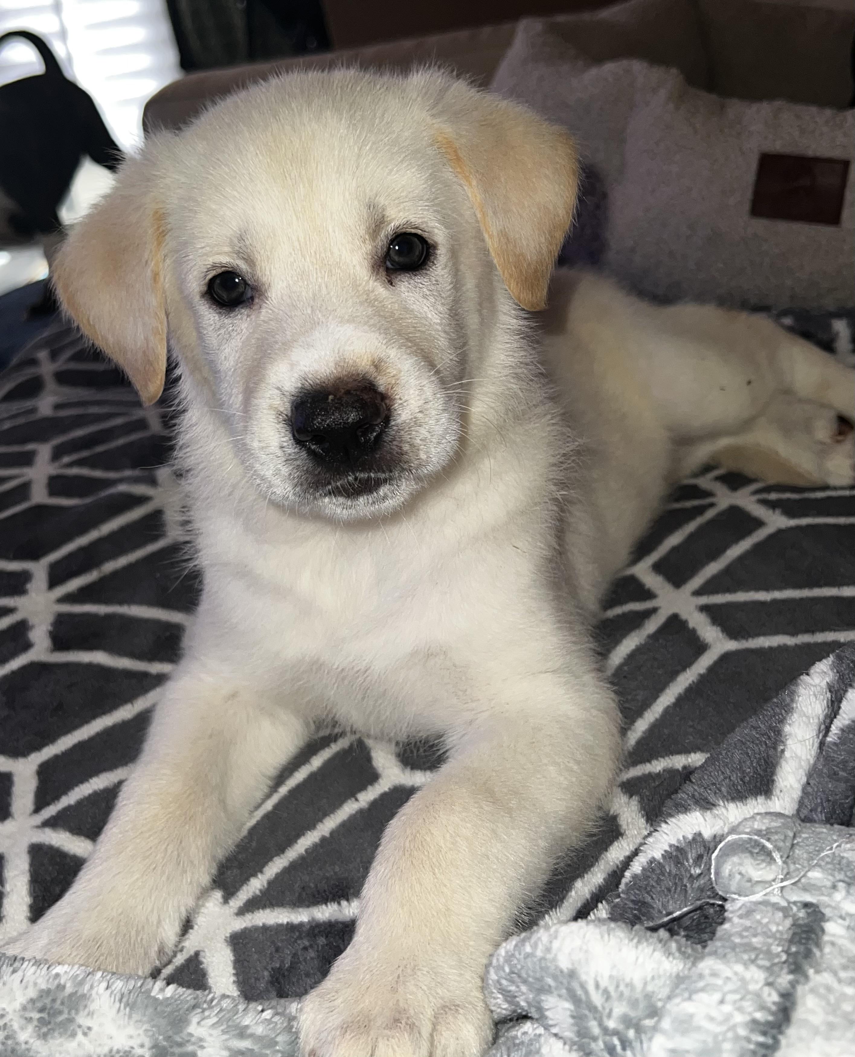 Baltas, Adopted, Puppy Male Labrador Retriever & Shepherd.