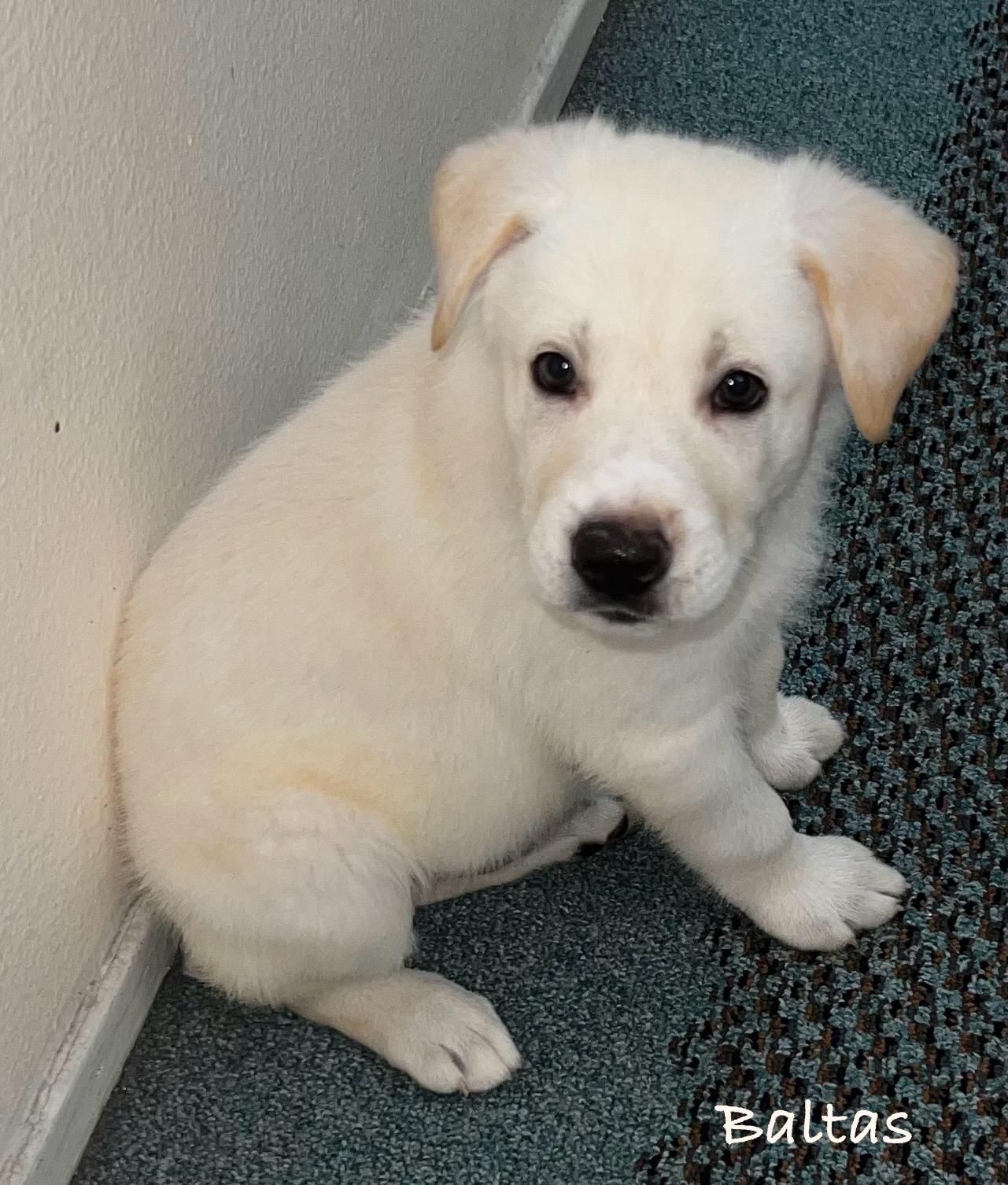 Enlarge Baltas, a Adopted mixed breed in Encino, CA image 3/4