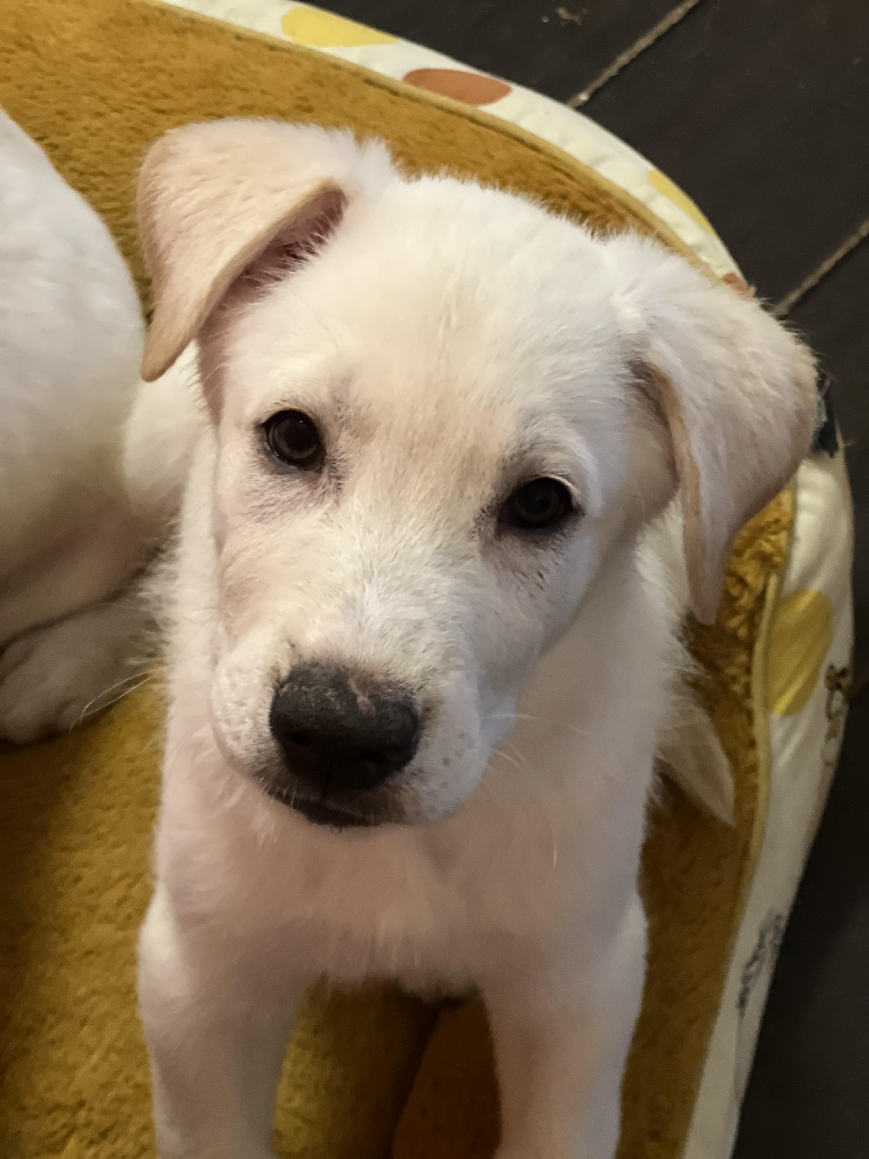 Enlarge Baltas, a Adopted mixed breed in Encino, CA image 2/4