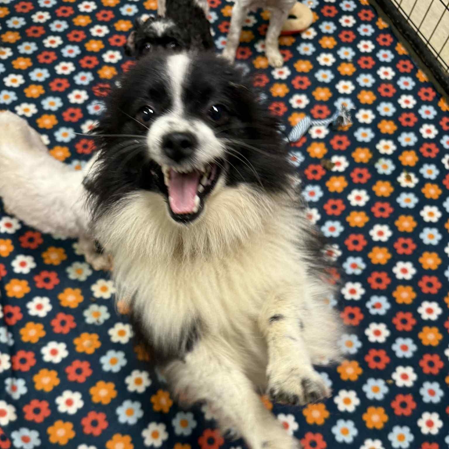 Will-Foster Home Needed