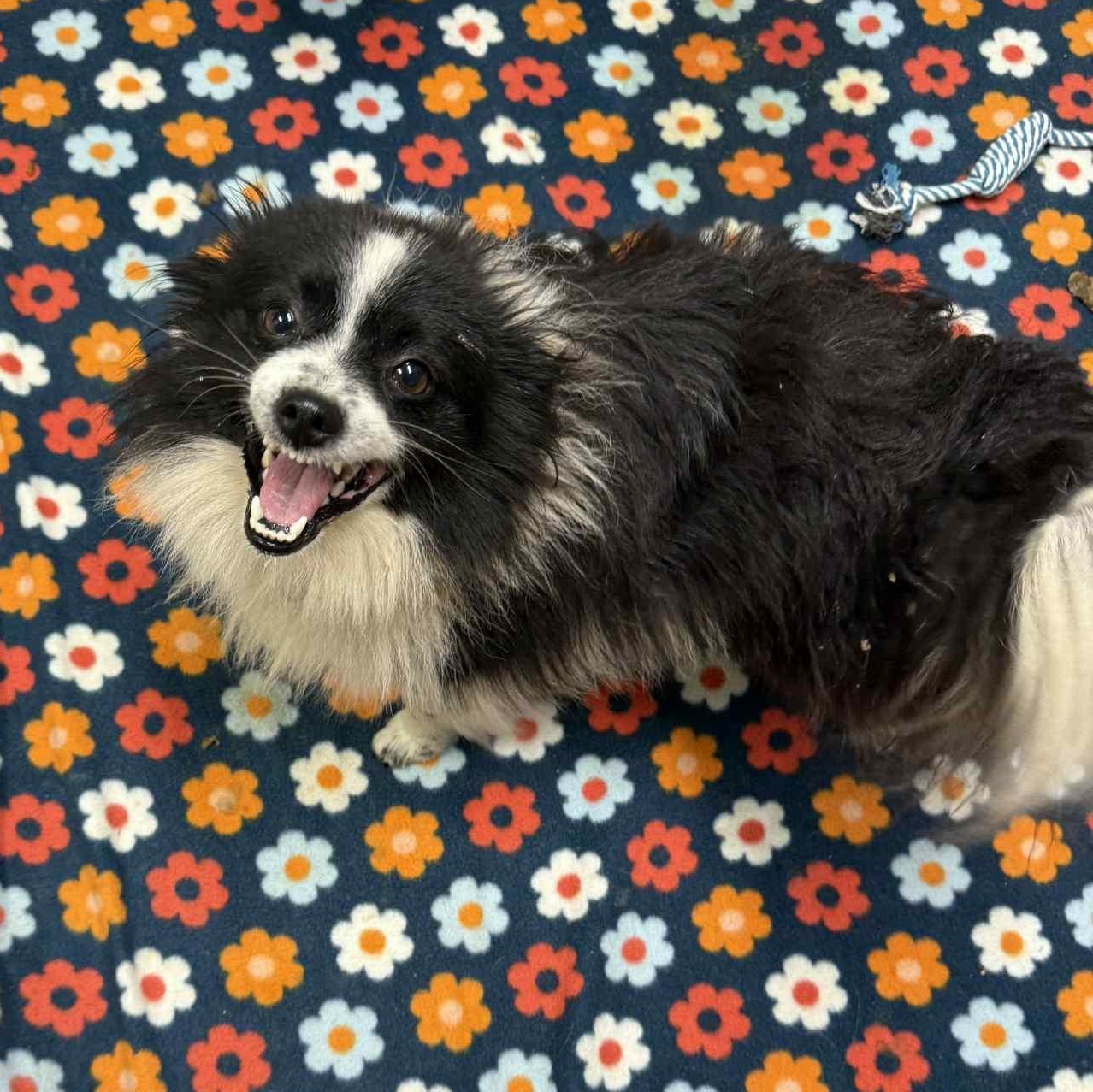 Will-Foster Home Needed