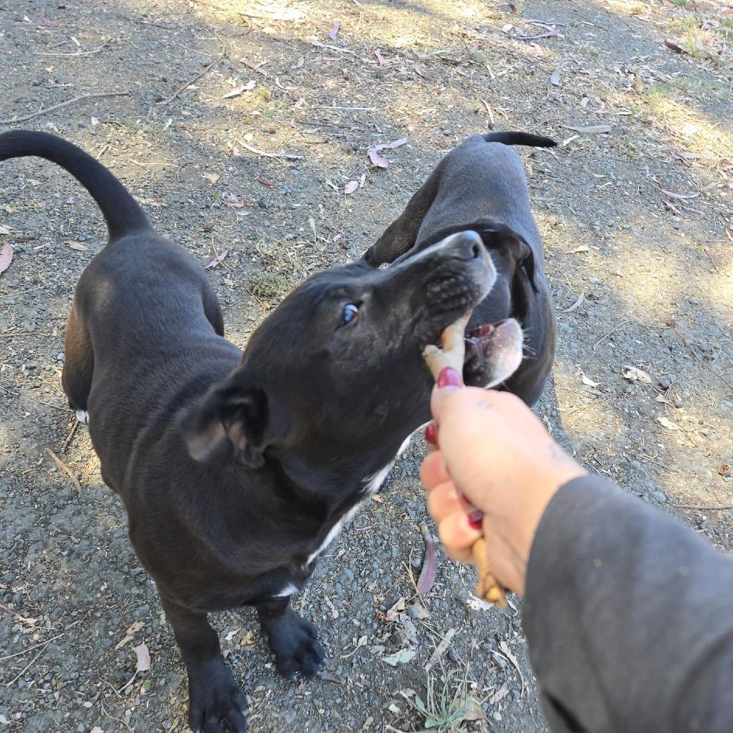 Enlarge Cowboy, a Adoptable mixed breed image 1/6