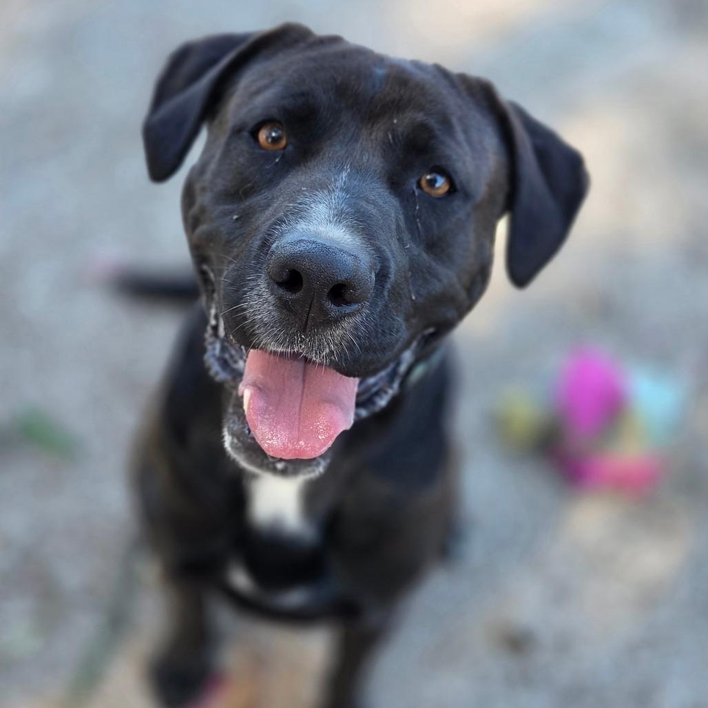 Cowboy/A1041889, Adoptable, Young Male Mixed Breed & Black Labrador Retriever.
