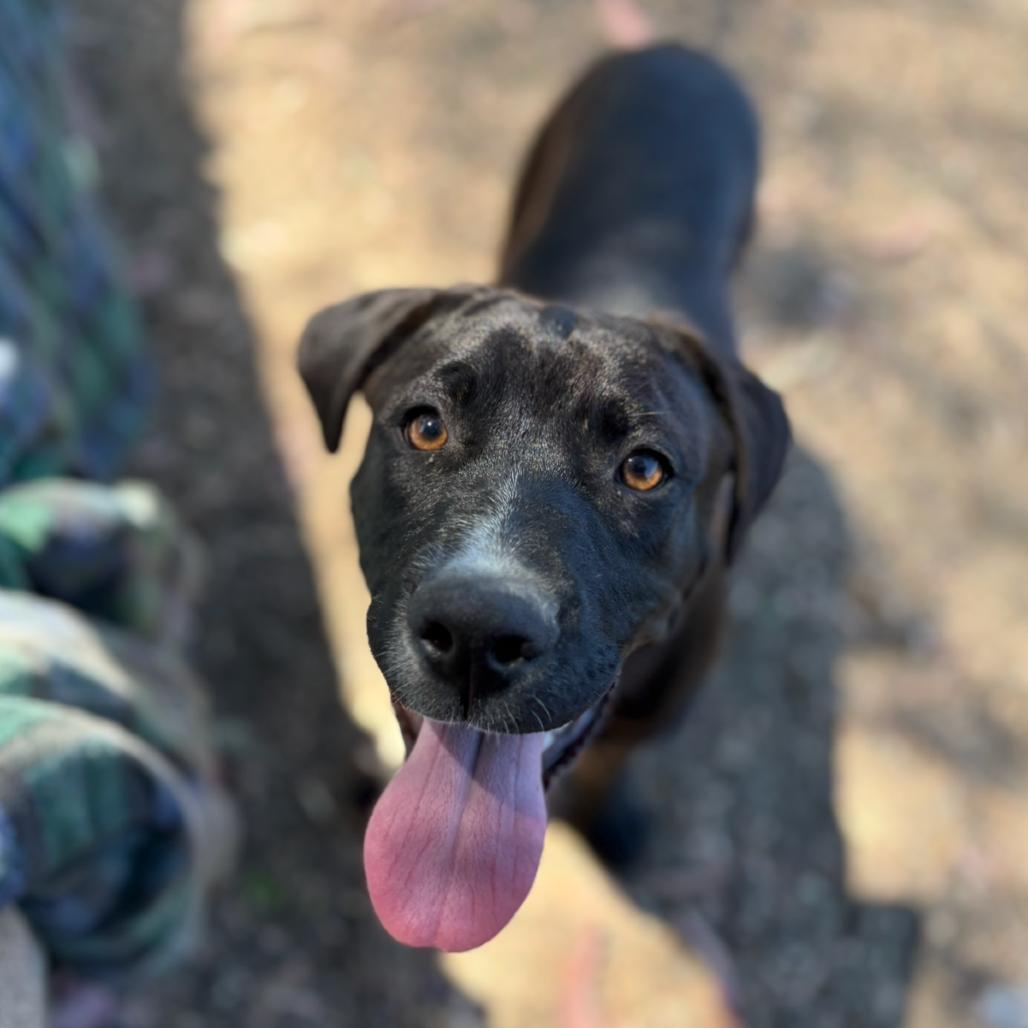 Cowboy/CCCAS, Adoptable, Young Male Mixed Breed & Black Labrador Retriever.