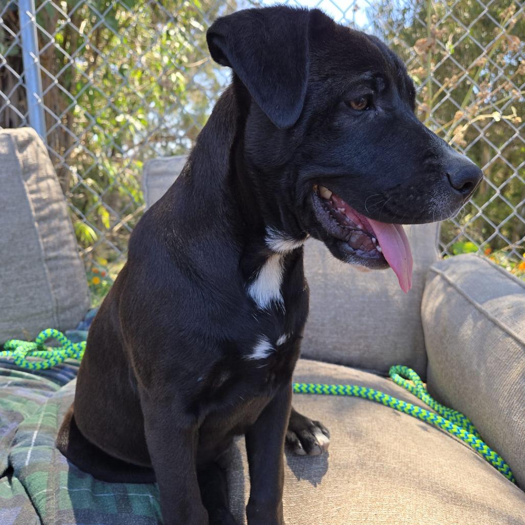 Enlarge Cowboy, a Adoptable mixed breed image 2/6