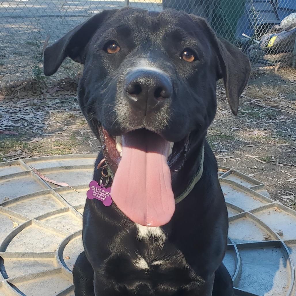 Enlarge Cowboy, a Adoptable mixed breed image 3/6