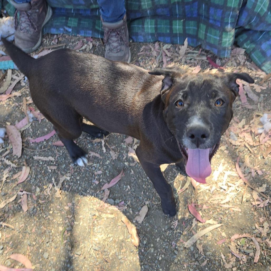Enlarge Cowboy, a Adoptable mixed breed image 4/6