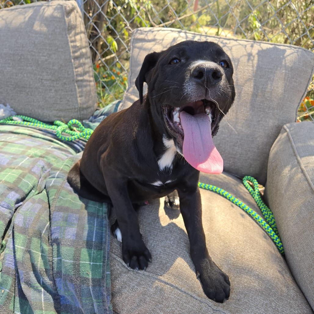 Enlarge Cowboy, a Adoptable mixed breed image 5/6