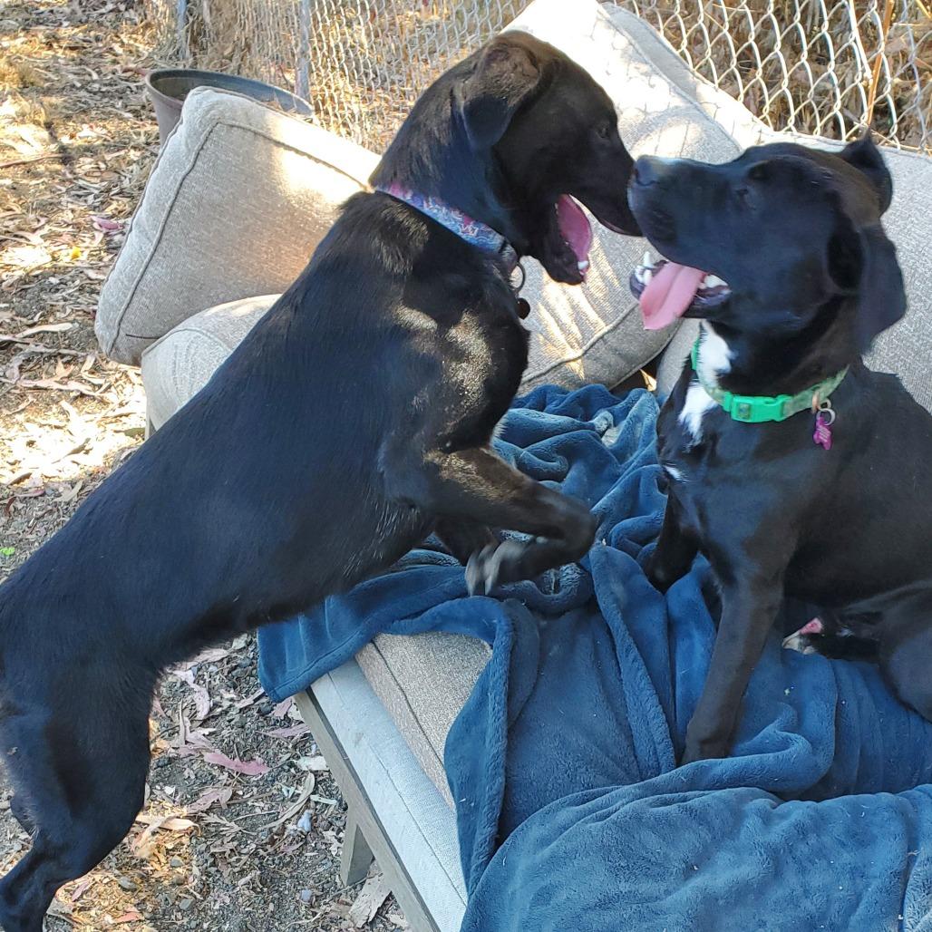 Enlarge Cowboy/CCCAS, a Adoptable mixed breed in San Pablo, CA image 4/6