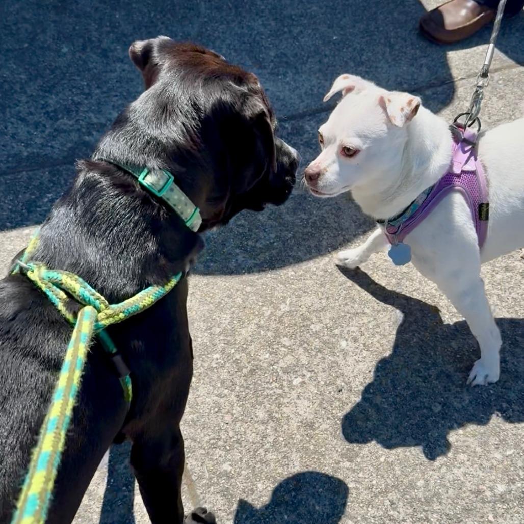 Enlarge Cowboy/CCCAS, a Adoptable mixed breed in San Pablo, CA image 5/6