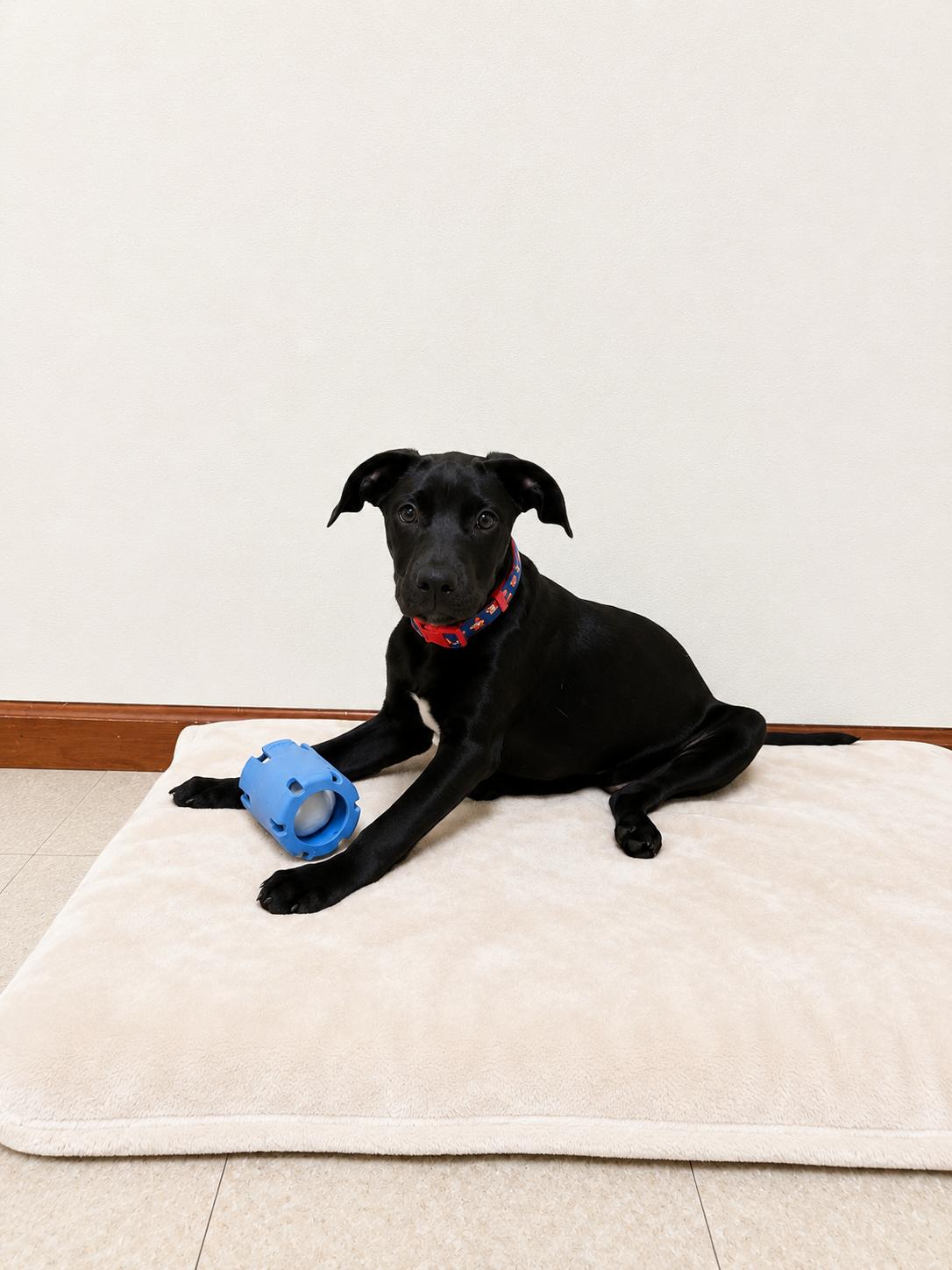 Maybell, a ADOPTABLE mixed breed in Douglas, MA image 3/4