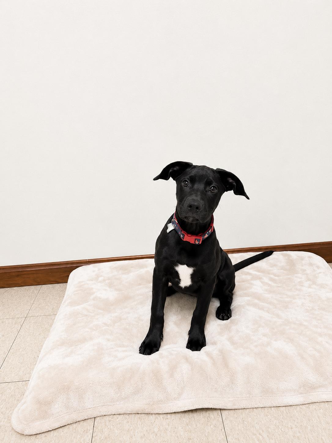 Maybell, a ADOPTABLE mixed breed in Douglas, MA image 1/4