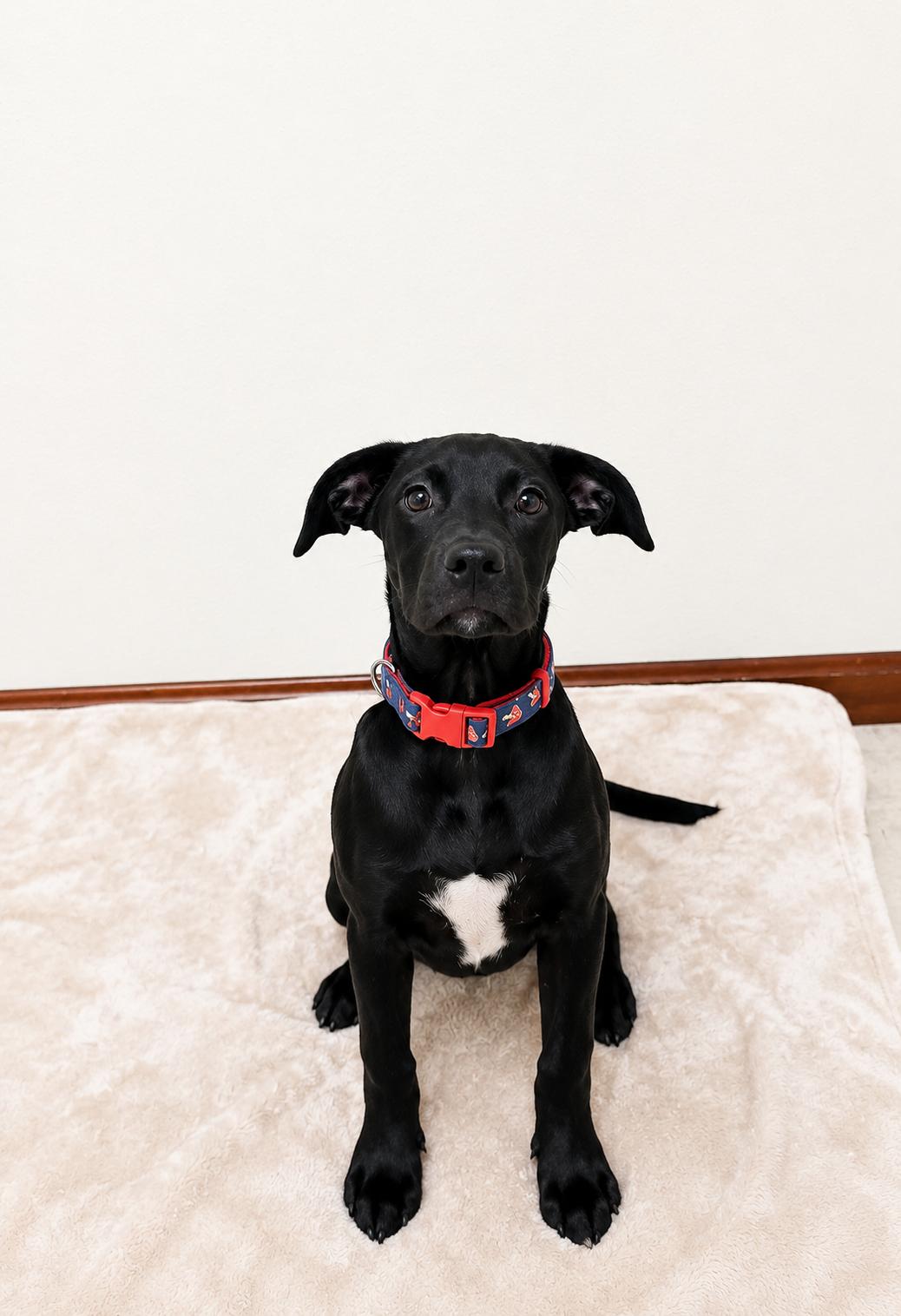 Maybell, a ADOPTABLE mixed breed in Douglas, MA image 4/4