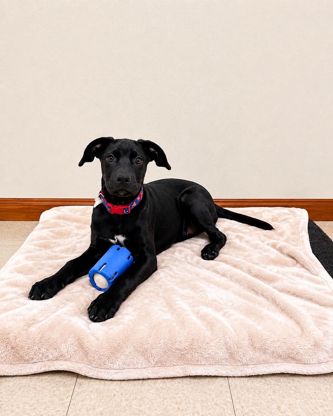 Maybell, a ADOPTABLE mixed breed in Douglas, MA image 2/4
