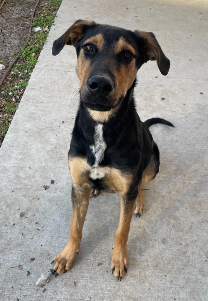 Taco, Adoptable, Young Male Shepherd.