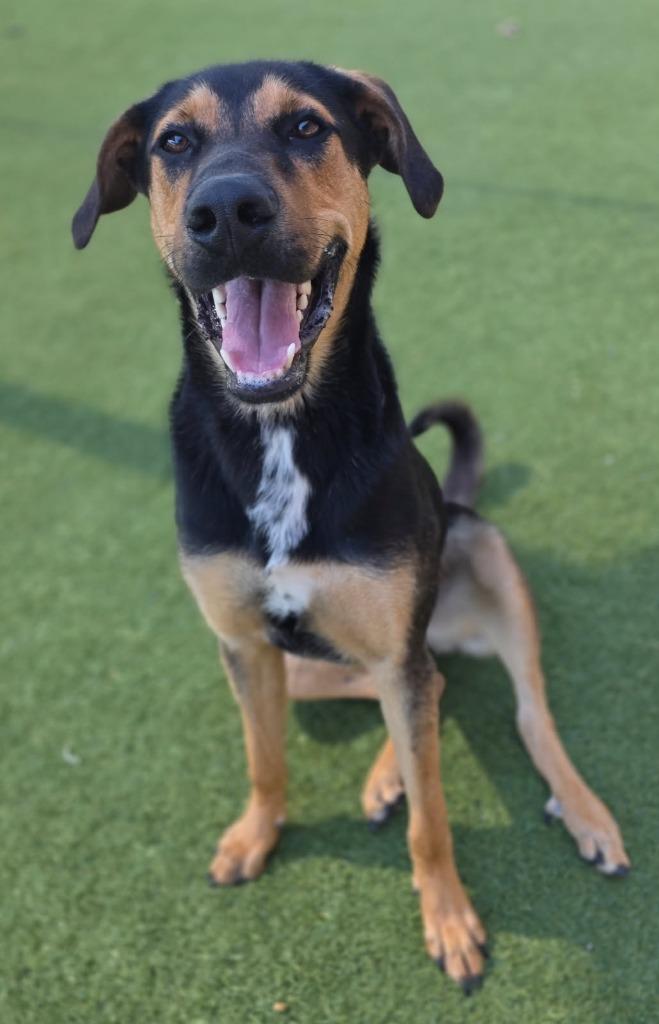 Taco, Adoptable, Young Male Shepherd.