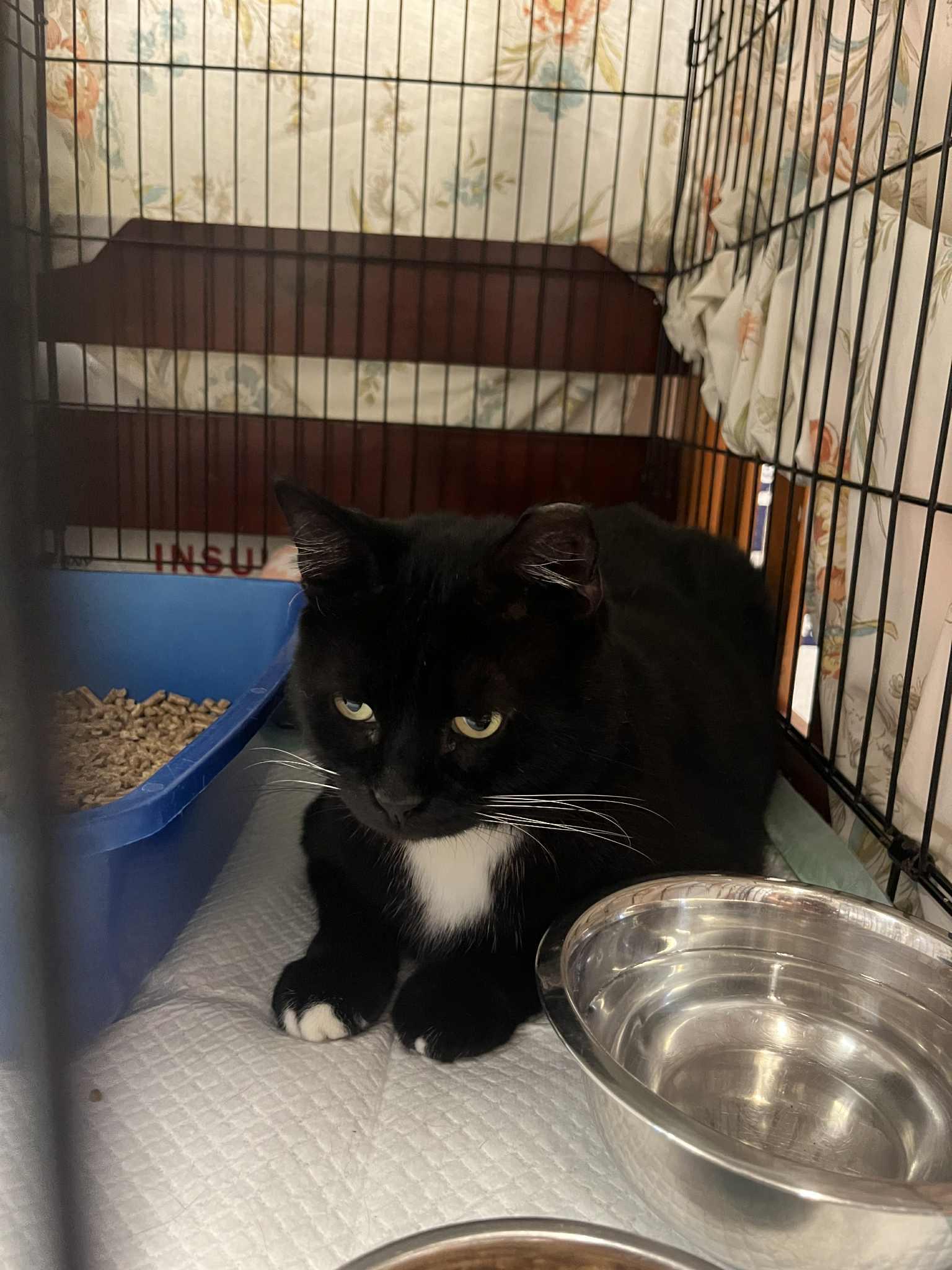 Socks, Adoptable, Adult Male Domestic Short Hair.