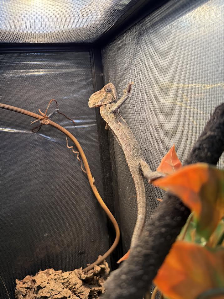 Enlarge Solana, a Adoptable Chameleon in South Elgin, IL image 1/1