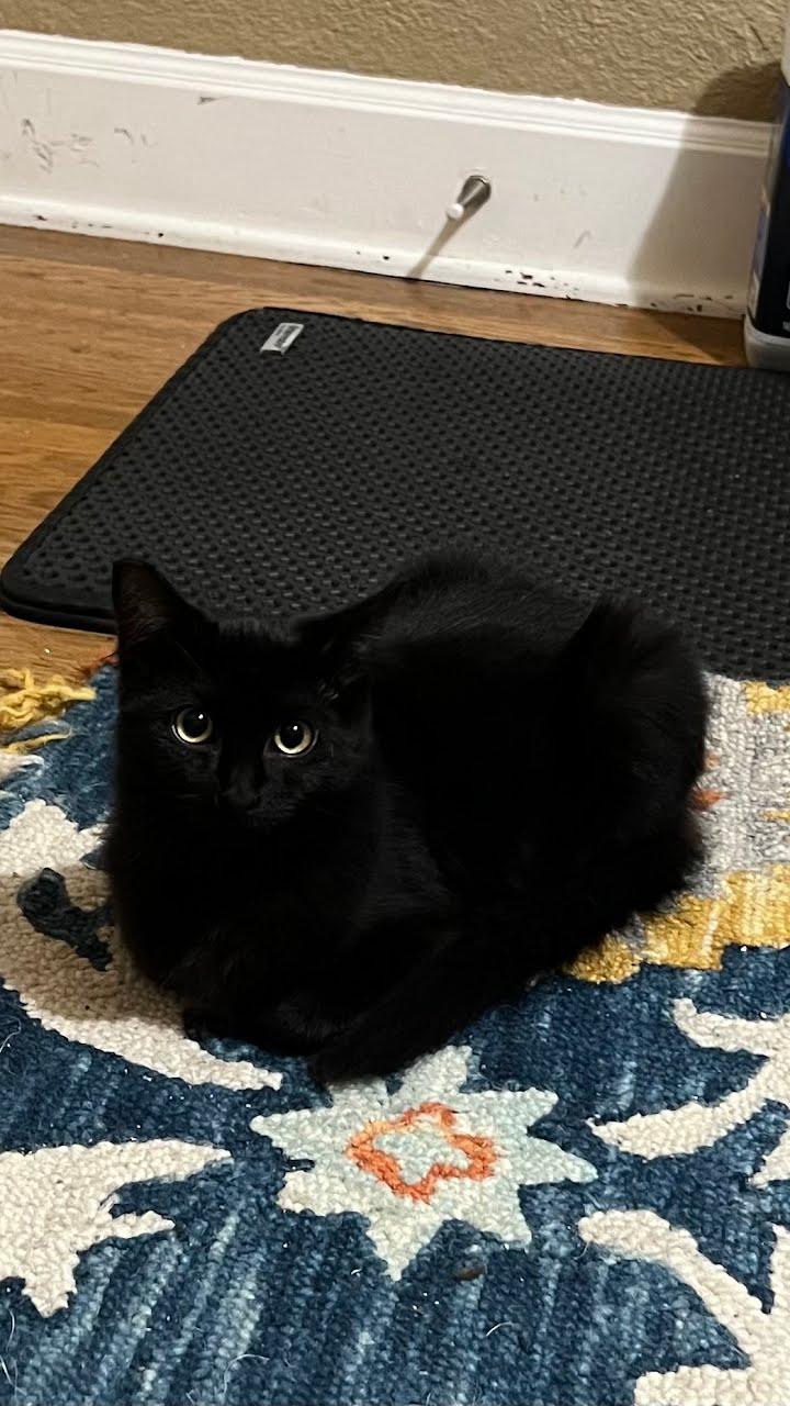 Enlarge Ambrose, a Adoptable Domestic Short Hair in Portland, OR image 1/6
